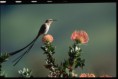 /album/galeria-de-fotos/cape-sugarbird-on-pincushion-proteas-copia-jpg/